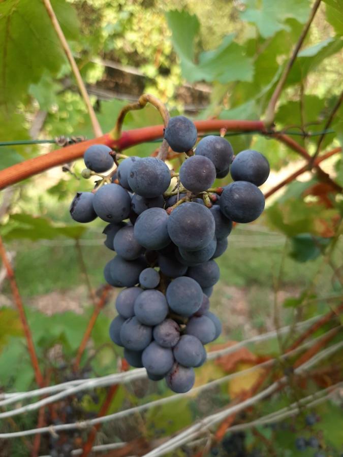 Ferienhaus Elbsommer Am Weinberg II Meißen Eksteriør bilde